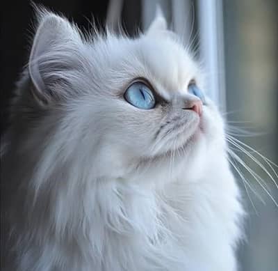 Persian cat
