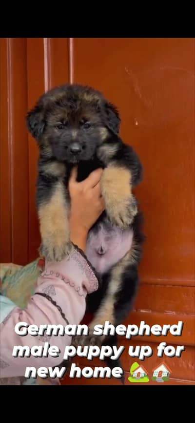 garman shepherd malelong coat heavy bone