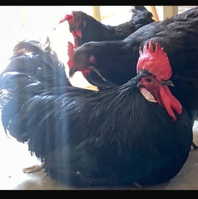 Australorp Hens and rooster