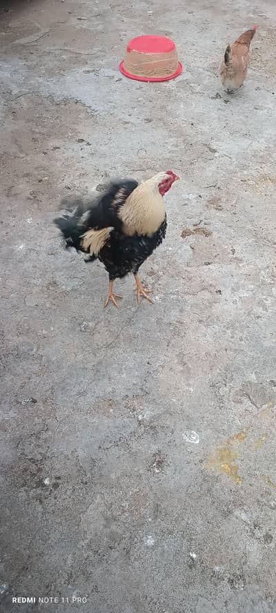 Healthy Desi Aseel Mix Breed Murga