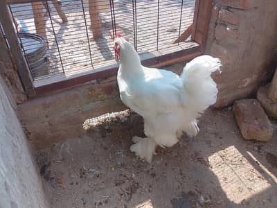 white heavy buff male Cochin  .  golden buff chicks and eggs