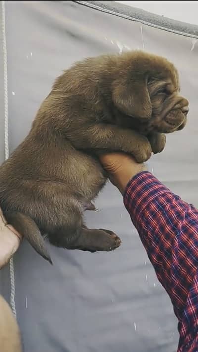 Labrador Retriever puppies 92@330*5406115