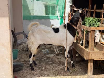 Complete goats setup up for sale