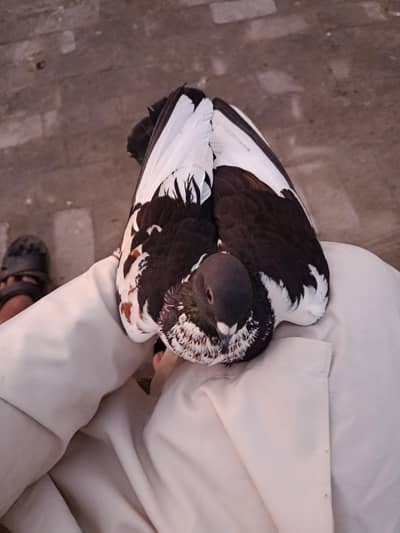 mail h.    kala pasory h.