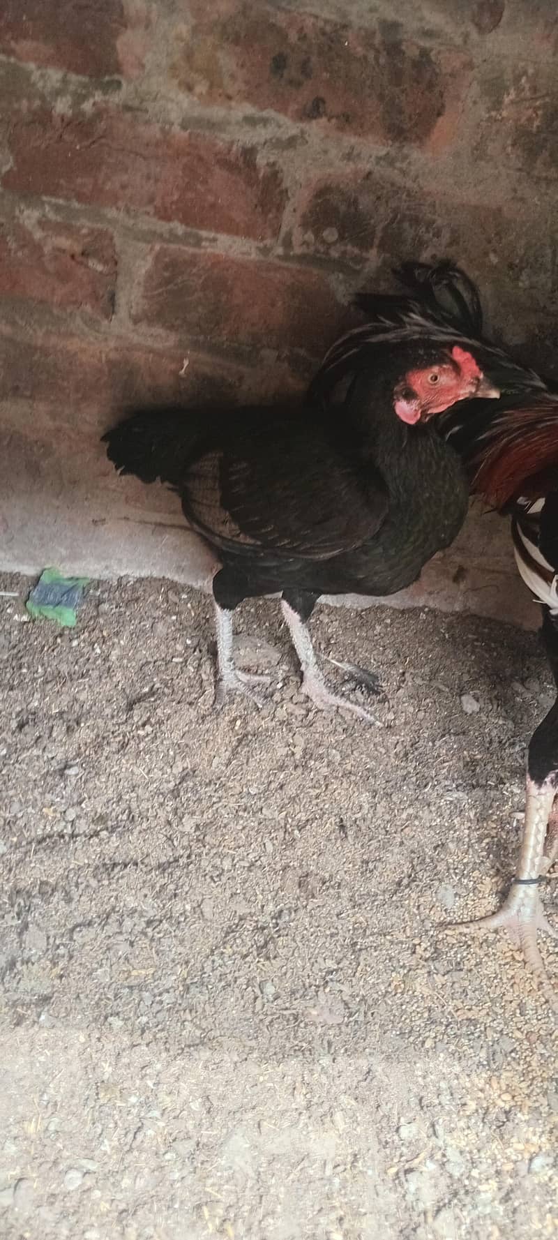 میاں والی مرغی میاں والی مرغا مرغی انڈے دے رہی ہے 0