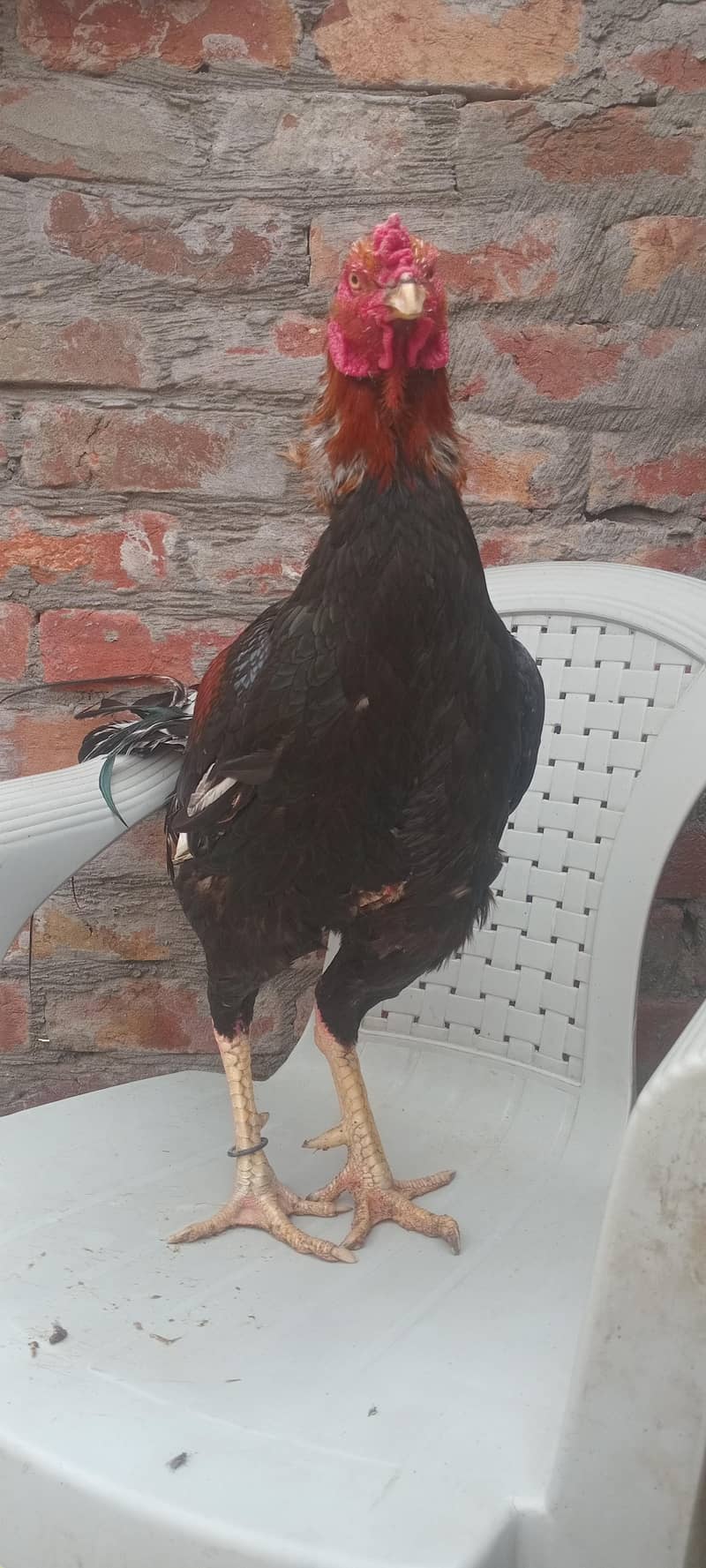 میاں والی مرغی میاں والی مرغا مرغی انڈے دے رہی ہے 1