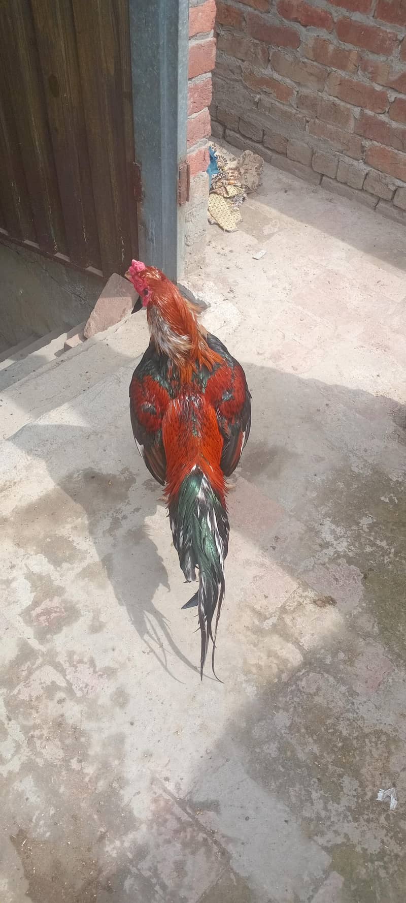 میاں والی مرغی میاں والی مرغا مرغی انڈے دے رہی ہے 2