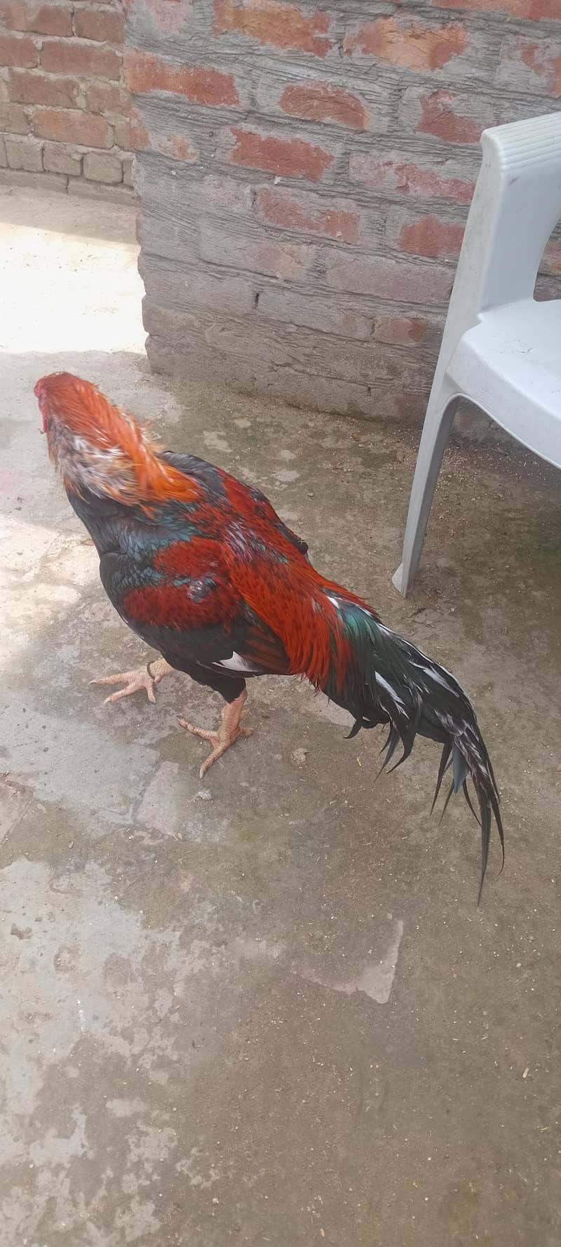 میاں والی مرغی میاں والی مرغا مرغی انڈے دے رہی ہے 3