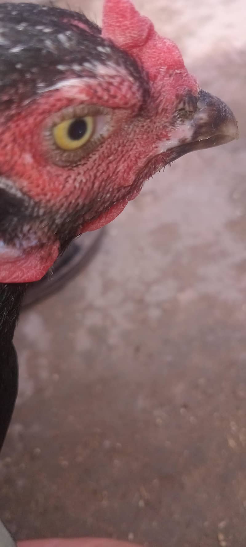 میاں والی مرغی میاں والی مرغا مرغی انڈے دے رہی ہے 4