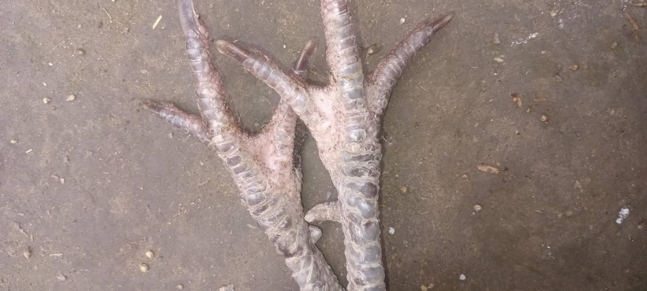 میاں والی مرغی میاں والی مرغا مرغی انڈے دے رہی ہے 5