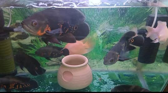 Oscars Fishes Available For In Reasonable Price