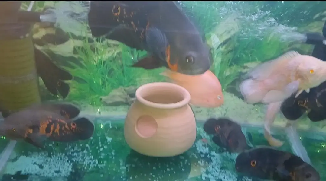 Oscars Fishes Available For In Reasonable Price — photo 2