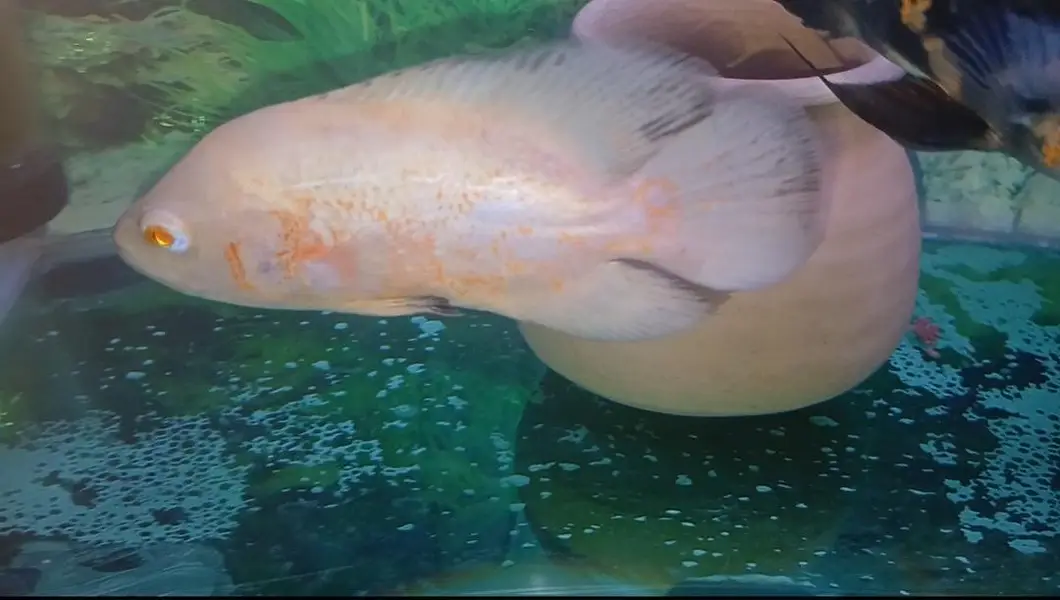 Oscars Fishes Available For In Reasonable Price — photo 3