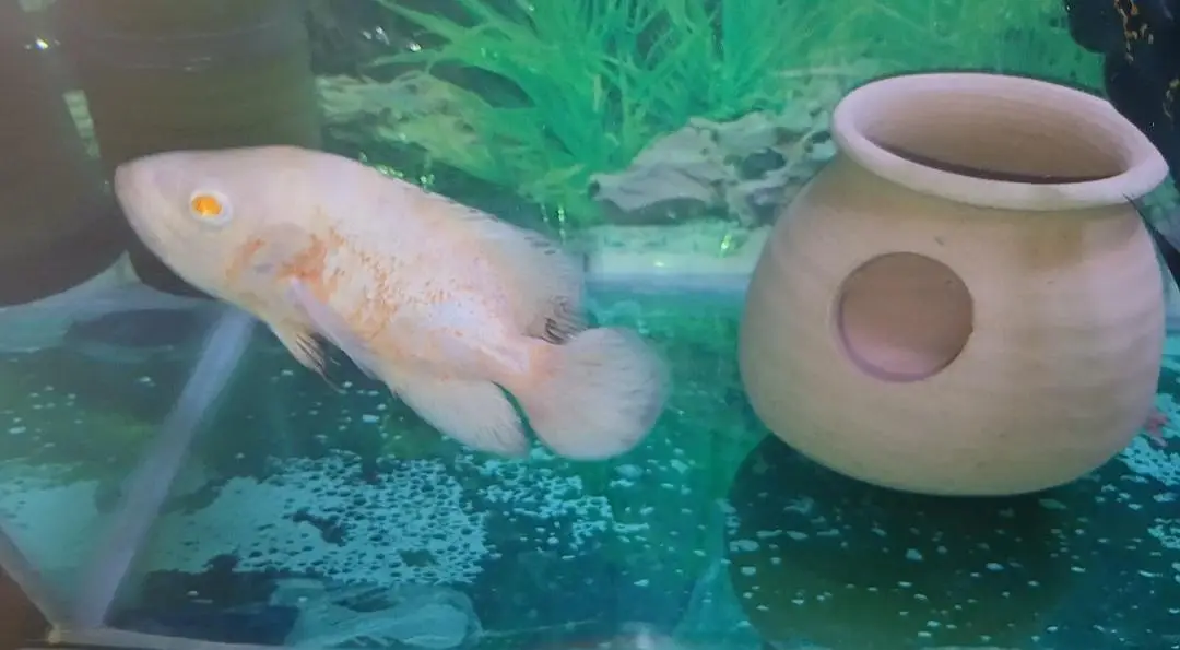 Oscars Fishes Available For In Reasonable Price — photo 5