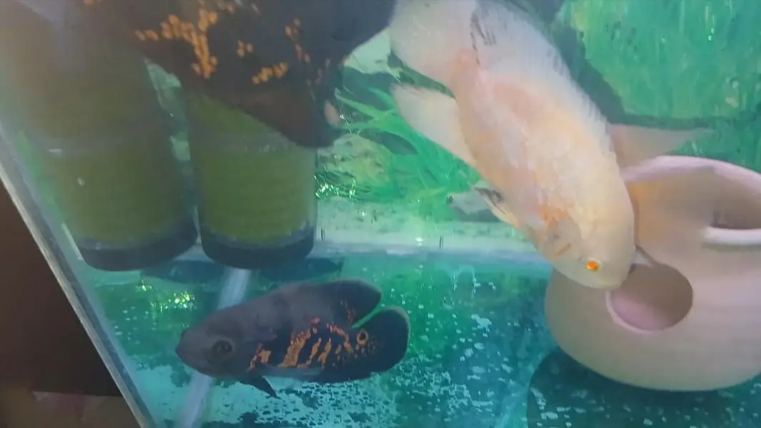 Oscars Fishes Available For In Reasonable Price — photo 6
