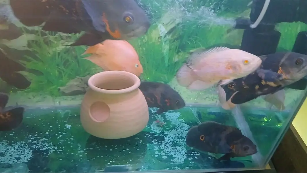 Oscars Fishes Available For In Reasonable Price — photo 7