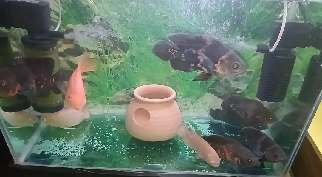 Oscars Fishes Available For In Reasonable Price — photo 8