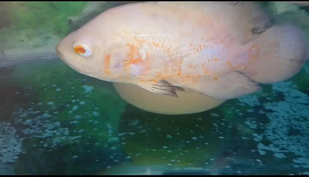 Oscars Fishes Available For In Reasonable Price — photo 9