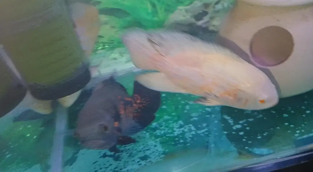 Oscars Fishes Available For In Reasonable Price — photo 10