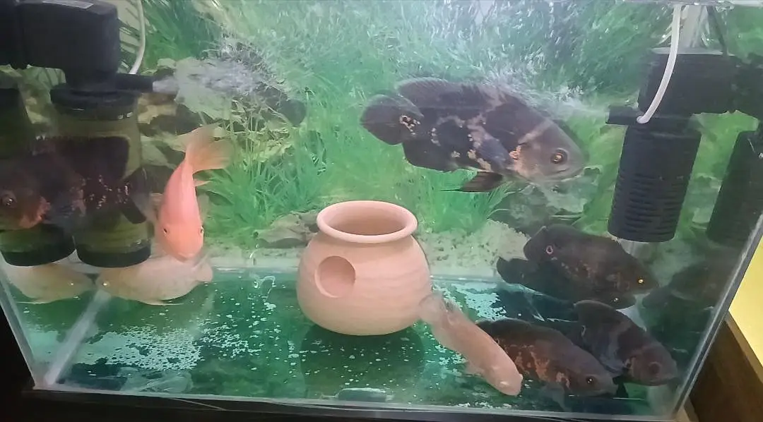 Oscars Fishes Available For In Reasonable Price — photo 11