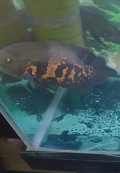 Oscars Fishes Available For In Reasonable Price — photo 12