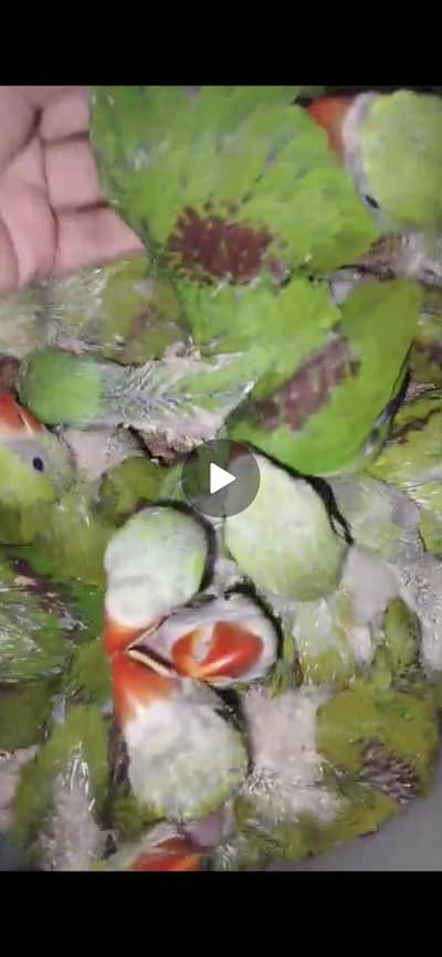 Khamiri Pahari chiks available