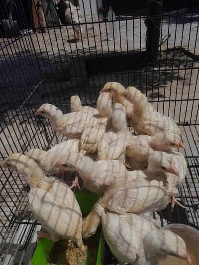 Heera ppr white aseel chicks or Jet black shamo chicks