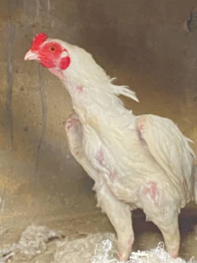 Pure Paper white Heera