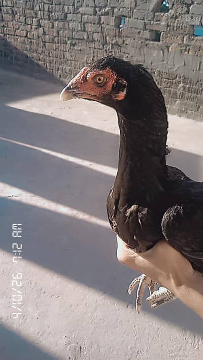 Hen sall