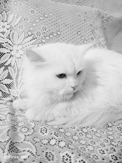 persian cat doll face