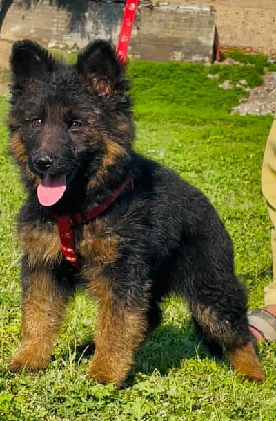 German Shepherd long coat female age 75 Din for sale