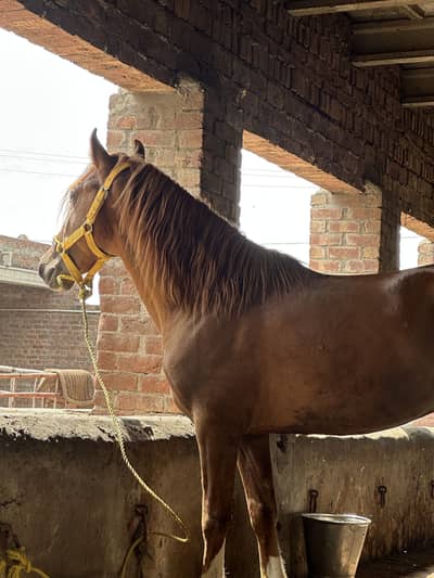 Kaka 5 Kalyan wachera