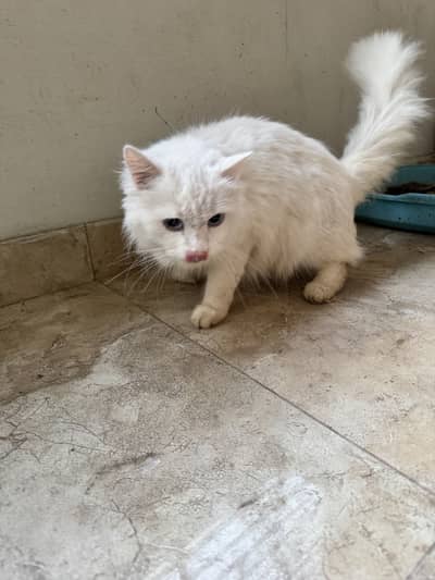 Persian Cat Family For Sale. !