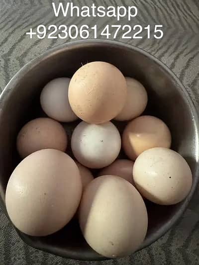Golden buff big pure eggs fertile available