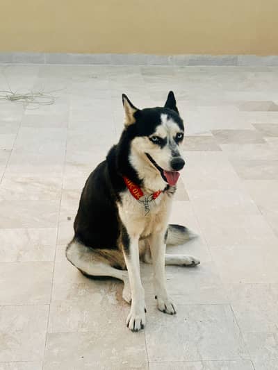 PURE HA ISKY HAIR TRIM KARAYE HUYE. HAIN WHATSAP PR VDIO PIC MILJYENGI