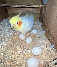 all kinds parrots cocktail katha love birds green white yellow