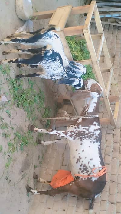 piuer dasi maki chani bakri our 2 bachay