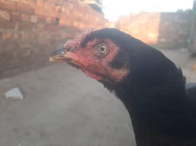 High Quality Mushka Hen (Urgent Sale)