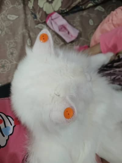 Odd eyes beautiful female cat. . . playful. . . liter trained. . .