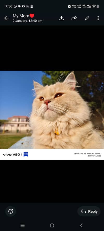 punch face golden Fown Persian male cat
