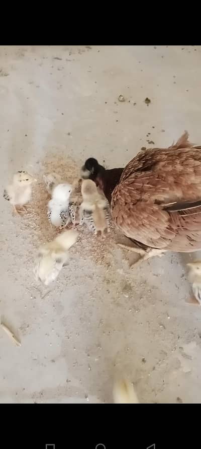 aseel chicks/began chicks