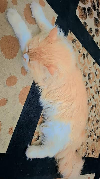 Persian Cat For Sale