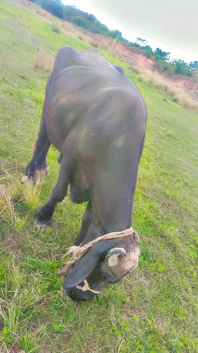 “Majh Buffalo for Sale”