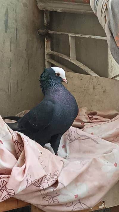 Top Quality Mukhi German Pigeons