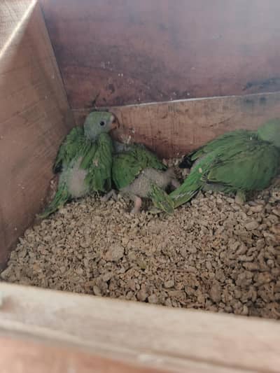 ringneck chicks  4600
