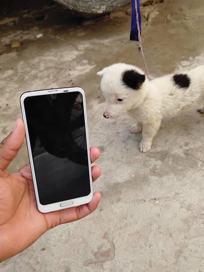 aQuOS R2 non pta gaming daviCe