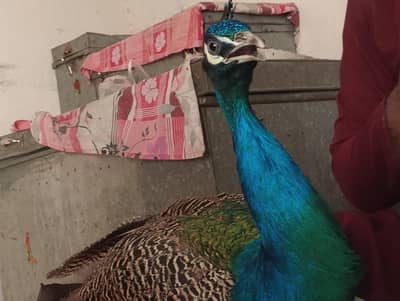 bhot ache nasal ka hai03246625441 call number