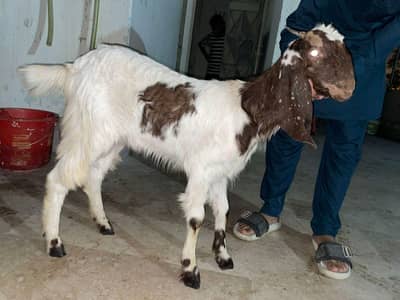 Urgent Sale Bakri 2 daant