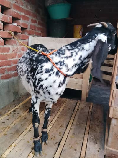 Makhi chini Goat for sale  healthy and Active