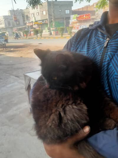 beautiful black hair cat